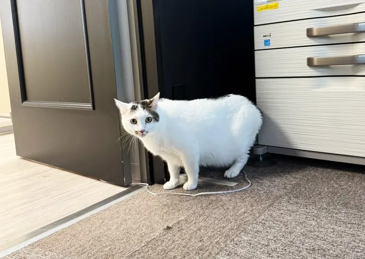 姫路高等学院にいる猫